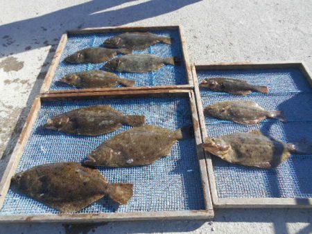 大進丸（愛知） 釣果