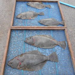 大進丸（愛知） 釣果