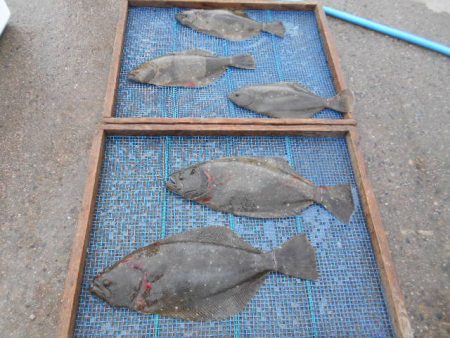 大進丸（愛知） 釣果