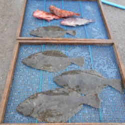 大進丸（愛知） 釣果