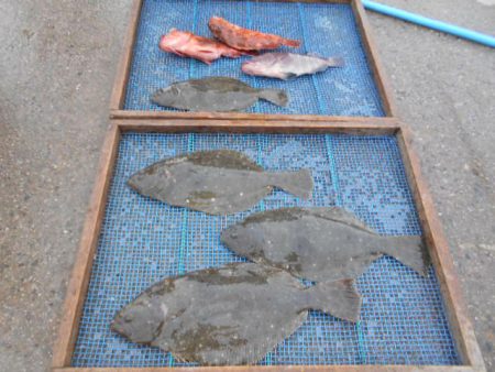 大進丸（愛知） 釣果