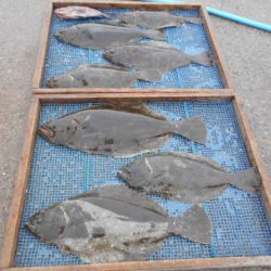 大進丸（愛知） 釣果