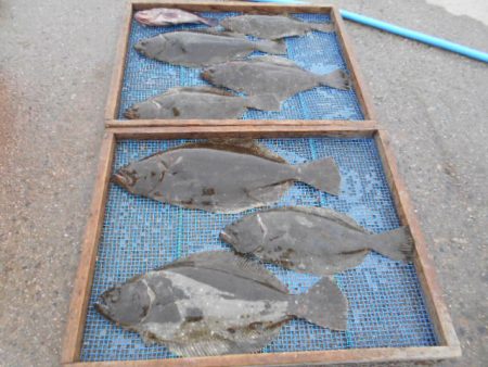 大進丸（愛知） 釣果