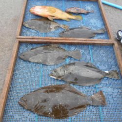 大進丸（愛知） 釣果