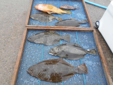 大進丸（愛知） 釣果