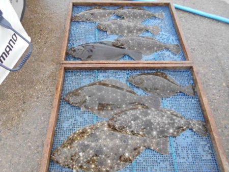 大進丸（愛知） 釣果