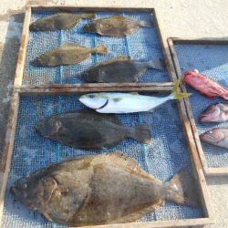 大進丸（愛知） 釣果