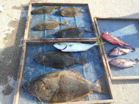 大進丸（愛知） 釣果