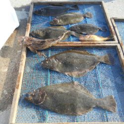 大進丸（愛知） 釣果