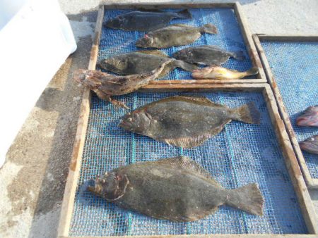 大進丸（愛知） 釣果