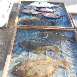 大進丸（愛知） 釣果