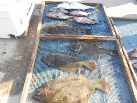 大進丸（愛知） 釣果