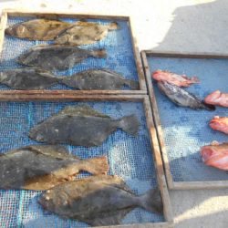 大進丸（愛知） 釣果