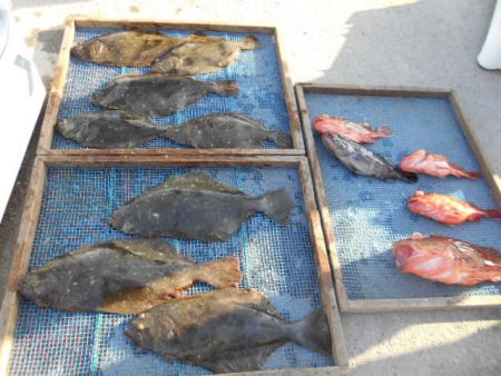 大進丸（愛知） 釣果