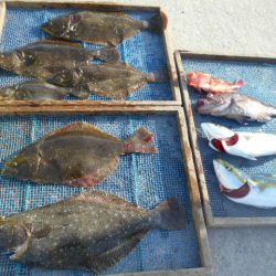 大進丸（愛知） 釣果