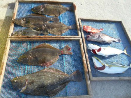 大進丸（愛知） 釣果