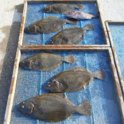 大進丸（愛知） 釣果