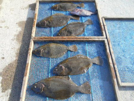 大進丸（愛知） 釣果