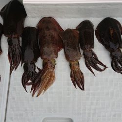 フィッシングボートACE（エース） 釣果