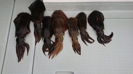 フィッシングボートACE（エース） 釣果