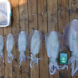 フィッシングボートACE(エース) 釣果