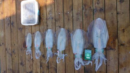 フィッシングボートACE(エース) 釣果