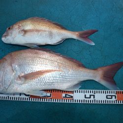 アジアマリンサービス 釣果