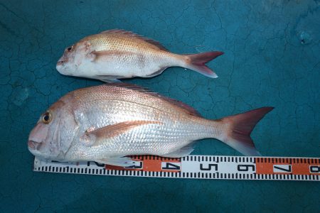 アジアマリンサービス 釣果