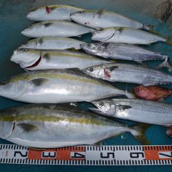 アジアマリンサービス 釣果