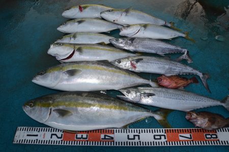 アジアマリンサービス 釣果