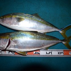 アジアマリンサービス 釣果