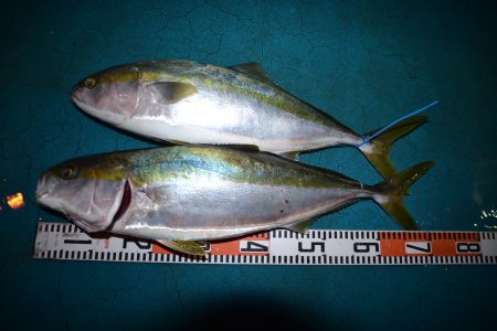 アジアマリンサービス 釣果