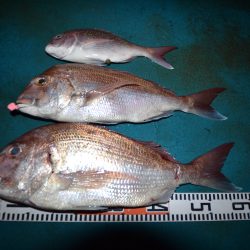 アジアマリンサービス 釣果