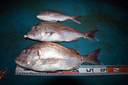 アジアマリンサービス 釣果