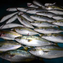 アジアマリンサービス 釣果