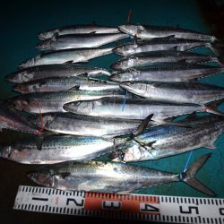 アジアマリンサービス 釣果