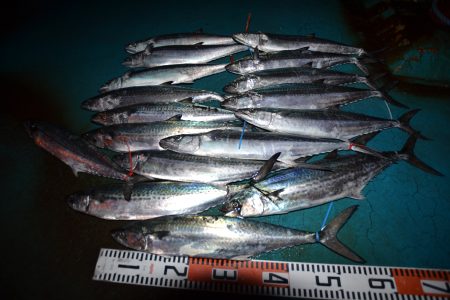 アジアマリンサービス 釣果