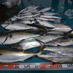 アジアマリンサービス 釣果