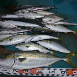 アジアマリンサービス 釣果