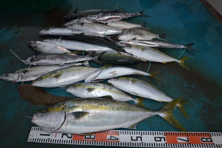 アジアマリンサービス 釣果