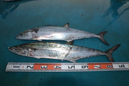 アジアマリンサービス 釣果