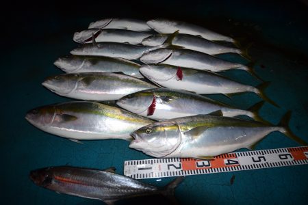 アジアマリンサービス 釣果