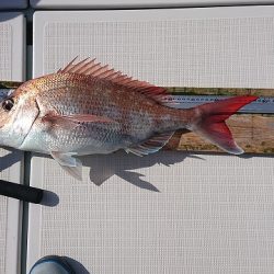 フィッシングボートACE（エース） 釣果