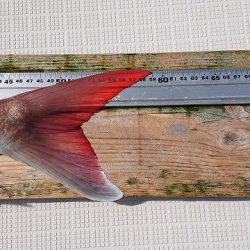 フィッシングボートACE（エース） 釣果