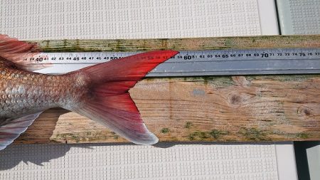 フィッシングボートACE（エース） 釣果