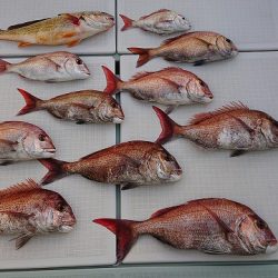 フィッシングボートACE（エース） 釣果