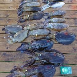 フィッシングボートACE（エース） 釣果