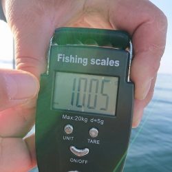 フィッシングボートACE(エース) 釣果