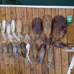 フィッシングボートACE(エース) 釣果