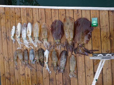 フィッシングボートACE（エース） 釣果